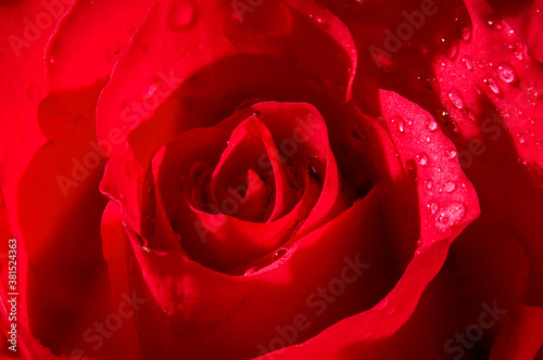 Fototapeta Naklejka Na Ścianę i Meble -  Valentines day, romantic passion, femininity and sensuality concept with macro close up photograph of wet red rose soaked in water droplets