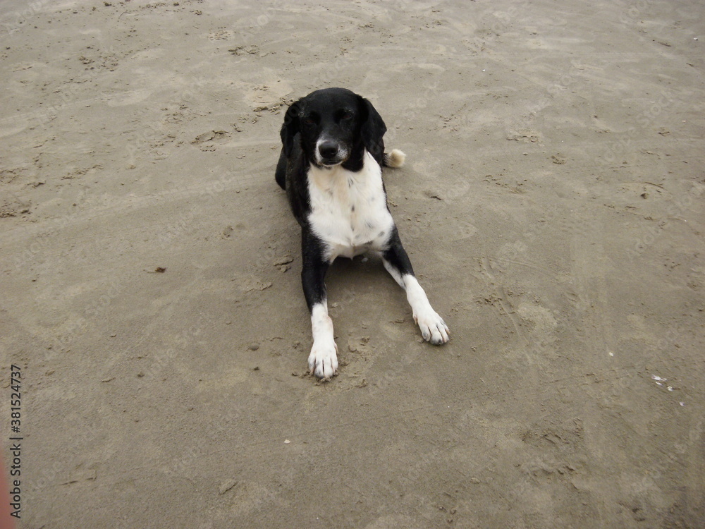 Cachorro na praia - Dog on the beach Cachorro na praia - Dog on the beach