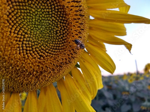Abelha no Girassol - Bee on Sunflower