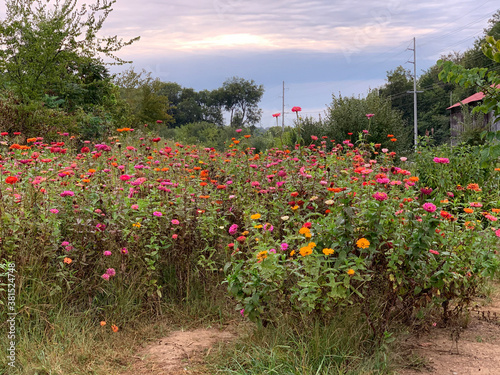 Zinnias at Seven Islands State Birding Park photo