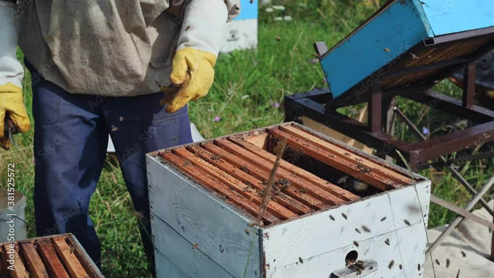 The beekeeper looks after bees, honeycombs full of honey, in a protective beekeeper's suit at apiary. Pure natural product from bee hive, yellow golden honey pulled out of beehouse. The beekeeper looks after bees, honeycombs full of honey, in a protective beekeeper's suit at apiary. Pure natural product from bee hive, yellow golden honey pulled out of beehouse.