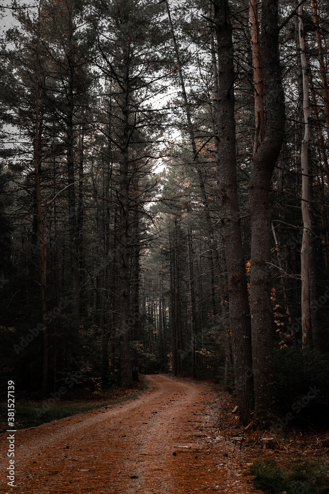 Dark Path with Tall Trees In North Conway, New Hampshire