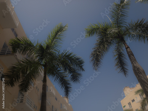 Palmeras y condominios con fondo de cielo azul despejado. Vista desde abajo
