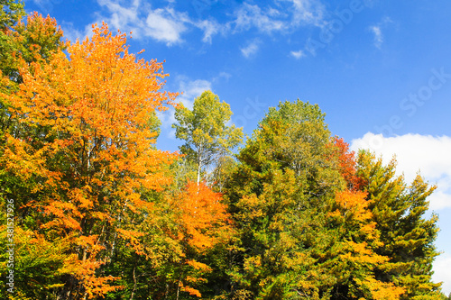 red and orange leaves on trees, with white tree trunks, blue sky, and whispy clouds