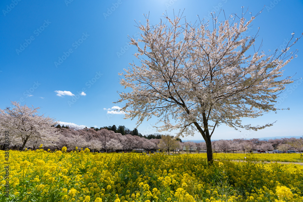 青空に映える桜と菜の花