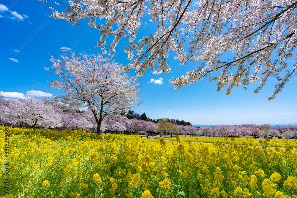 青空に映える桜と菜の花