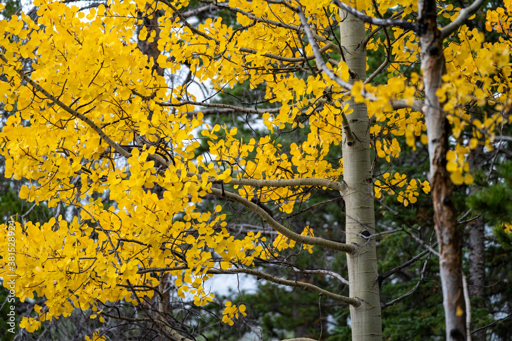 Quaking yellow aspen tree leaves in the fall in Rocky Mountain National Park Quaking yellow aspen tree leaves in the fall in Rocky Mountain National Park