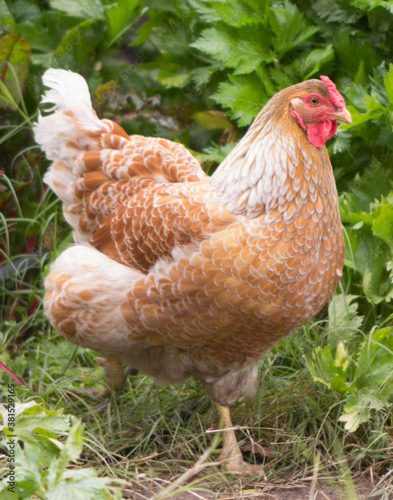 Fototapeta premium Red Hen in garden