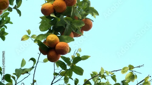 Tangerine tree under sunlight on blue sky bnackground. 4K photo