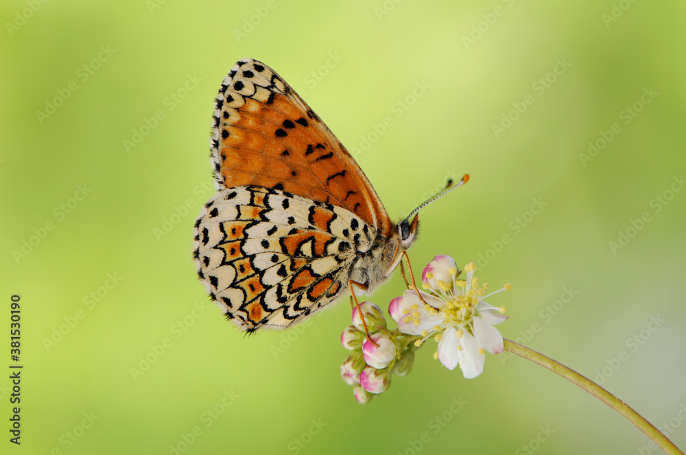 Fototapeta premium beautiful and elegant butterfly Melitaea on flower awaits dawn early in the morning