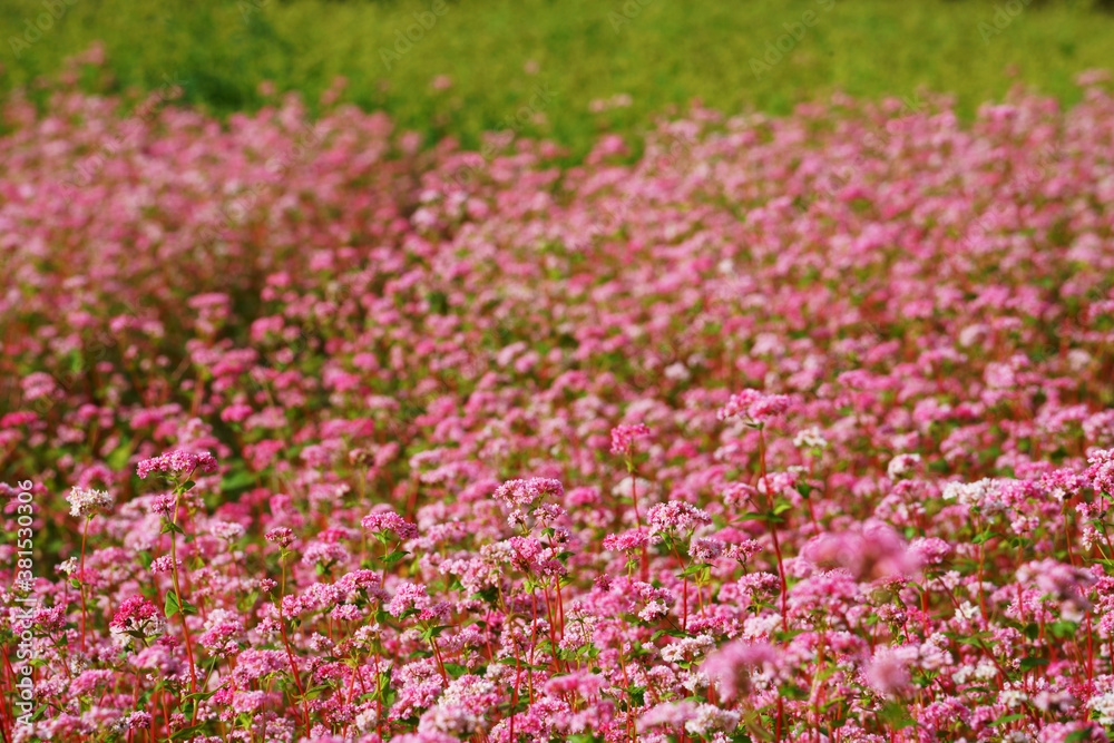 Obraz premium ピンク色のアカソバ、黄緑のダッタンソバの花が咲く秋の山里の畑