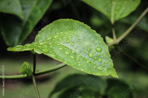 drops of water on the leaves. green nature background