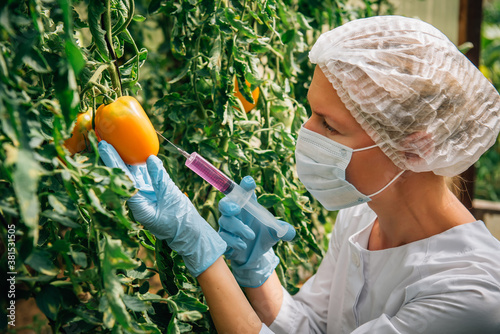 Female scientist in mask and gloves injects chemicals into tomatoes hanging from branches in a greenhouse, close up. Genetically modified vegetables concept. GMO and pesticide modification.