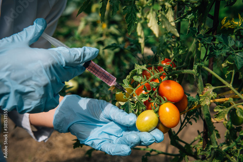 Pesticides used in food. Scientist's gloved hand sticks a syringe of liquid into tomatoes hanging on branch, close-up. Non organic vegetables. Genetically modified farming concept.