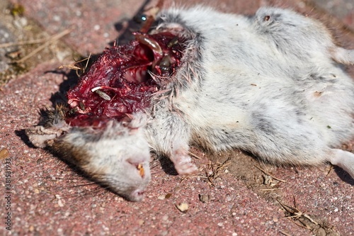 Dead mouse killed by a cat with open wound photo