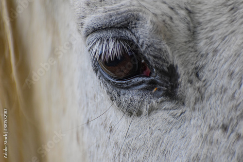 Ojo de caballo