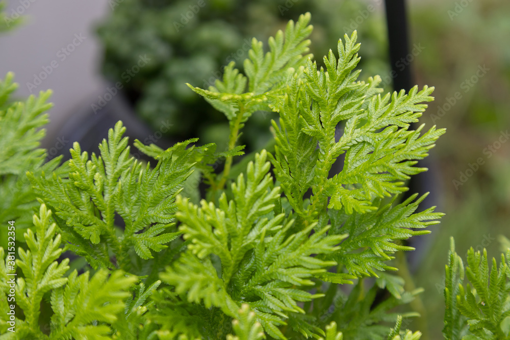 Close up of Selaginella fern