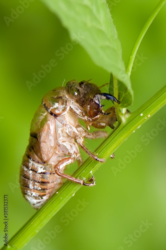 Insect cicada sits on forest plant on a summer day in the meadow