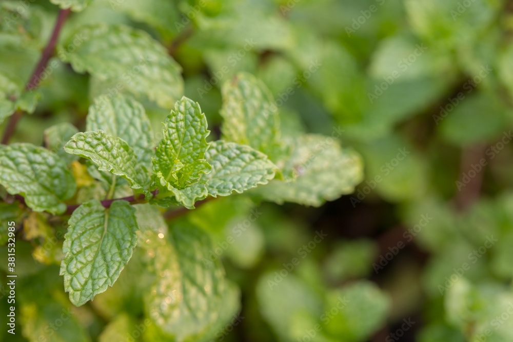 Close up of organic Mint leaves on the tree with blur nature Close up of organic Mint leaves on the tree with blur nature