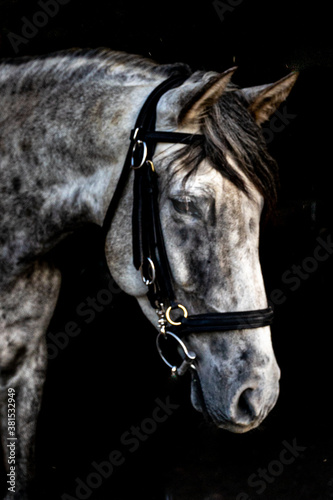 Grey Andalusian Sport Horse with Black background