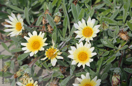 Capeweed or beach daisy