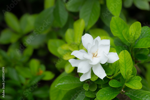 Pretty gardenia flower (Gardenia jasminoides) blooming  Beautiful in morning in the green leaf garden background photo
