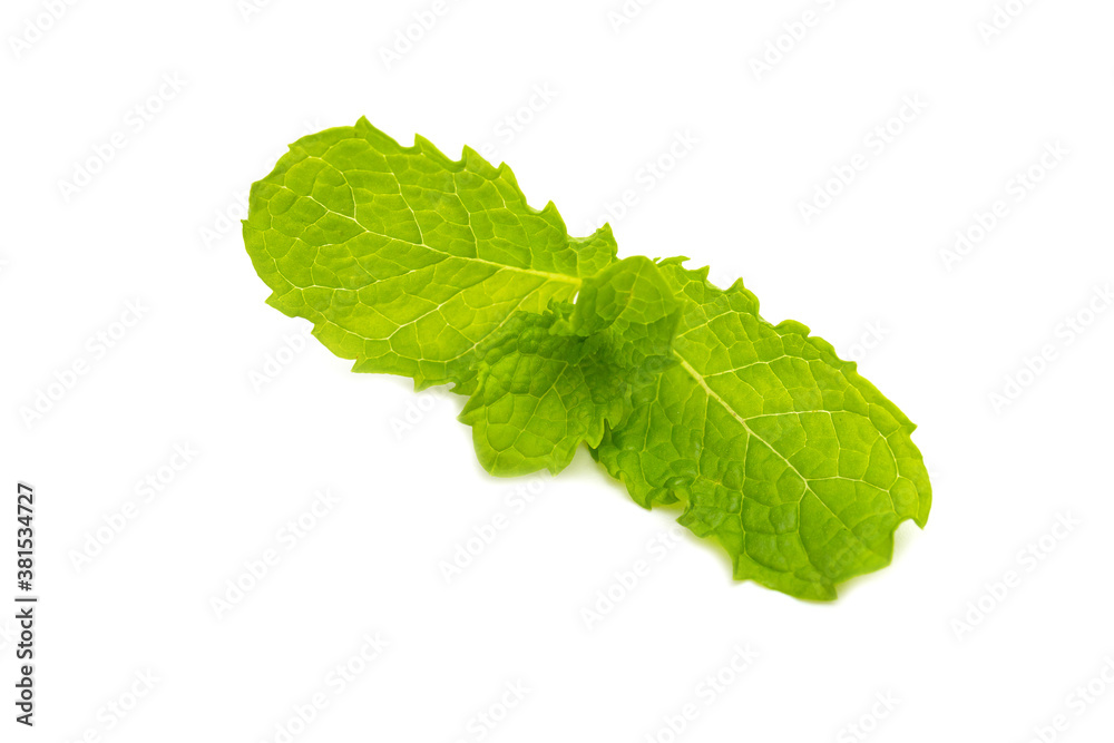 Fresh Mint leaves isolated on white background Fresh Mint leaves isolated on white background