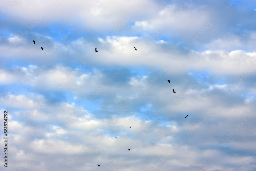 Pigeons flying in the sky