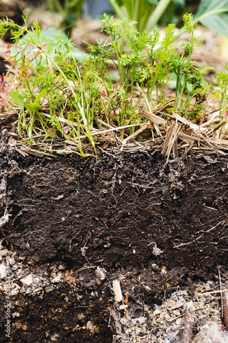 view of soil with roots and herbs growing from it outdoor in sunny vegetable garden