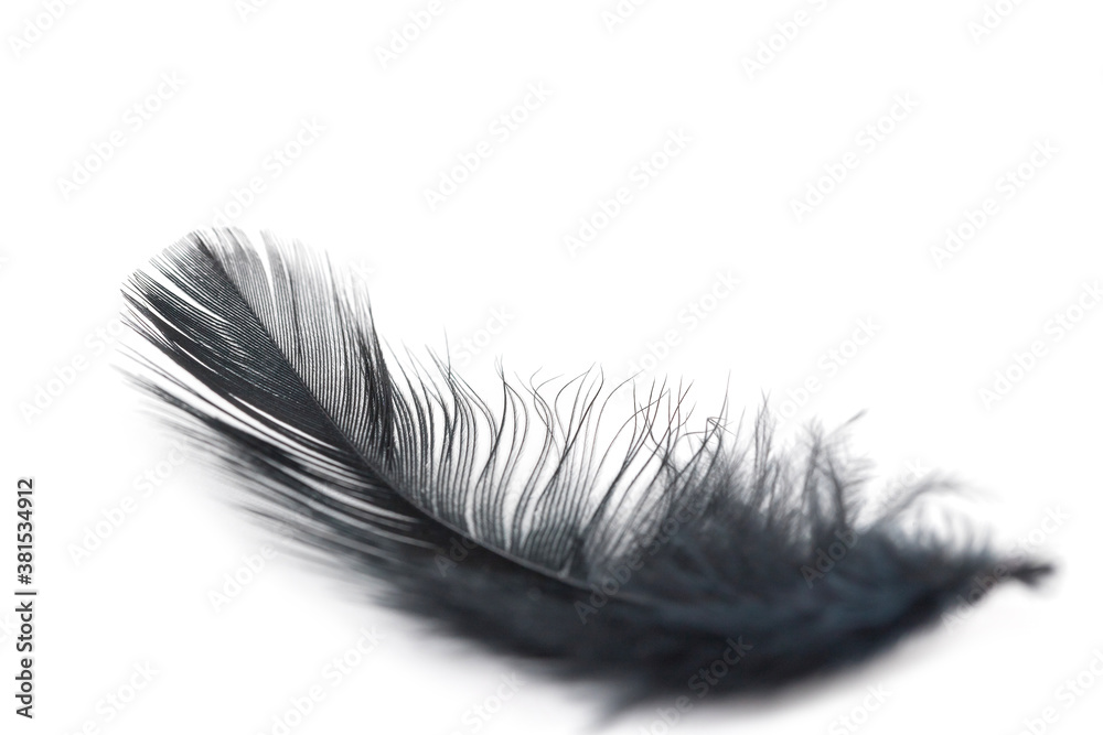 black feather texture on white background