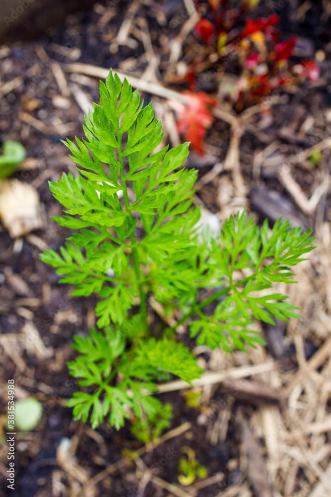 carrot leaves popping up from the ground from veggie pot outdoor in sunny vegetable garden