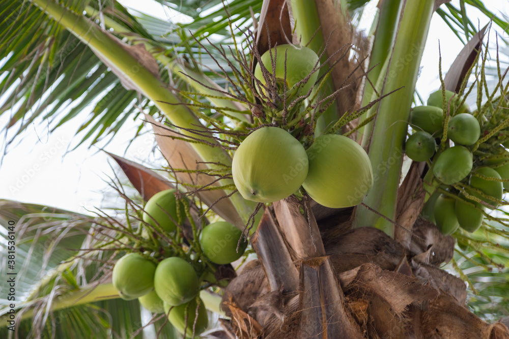 Fototapeta premium coconut on tree with bokeh nature