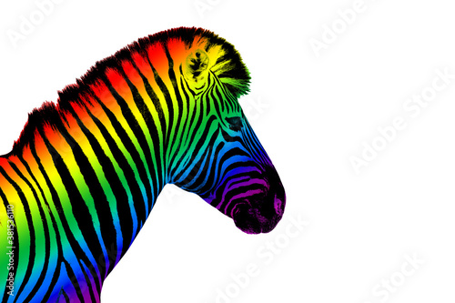 Zebra head LGBTQ community rainbow flag color striped pattern white background isolated closeup  LGBT pride symbol  lesbian  gay etc love sign  logo  greeting card  wallpaper  banner design copy space