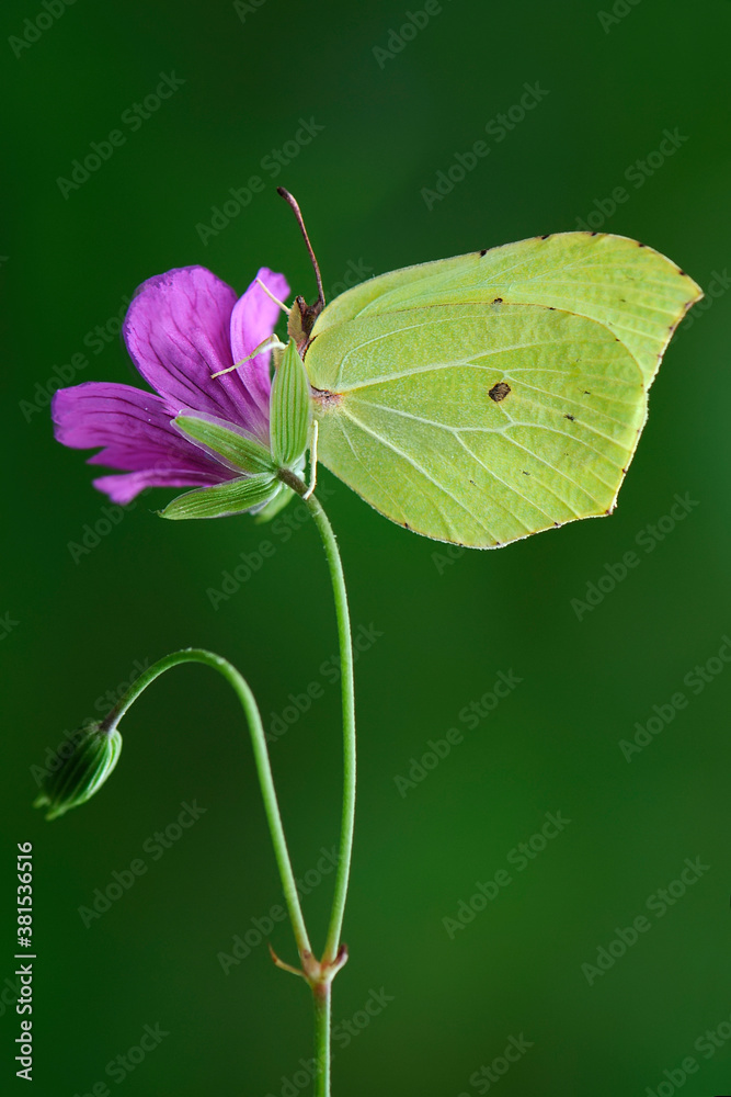 Butterfly Gonepteryx rhamni on a blade of grass early in the morning waiting for the first rays of the sun Butterfly Gonepteryx rhamni on a blade of grass early in the morning waiting for the first rays of the sun