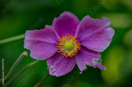 Rosa Herbst-Anemone