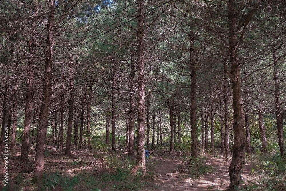 Obraz premium 숲길