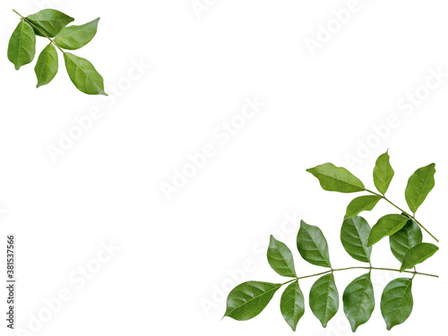 green leaf isolated at corner of frame on white background the closeup top view of bignonia serratula leaves with clipping path