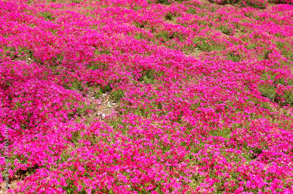 Fototapeta premium 芝桜