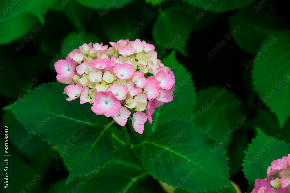 Fototapeta premium あじさい