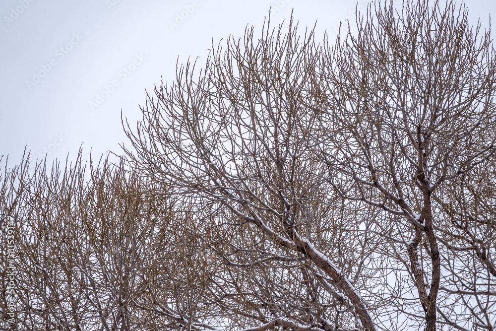 Winter tree branches without leaves against a cloudy sky during snowfall.