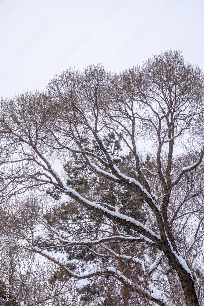 Winter tree branches without leaves against a cloudy sky during snowfall.