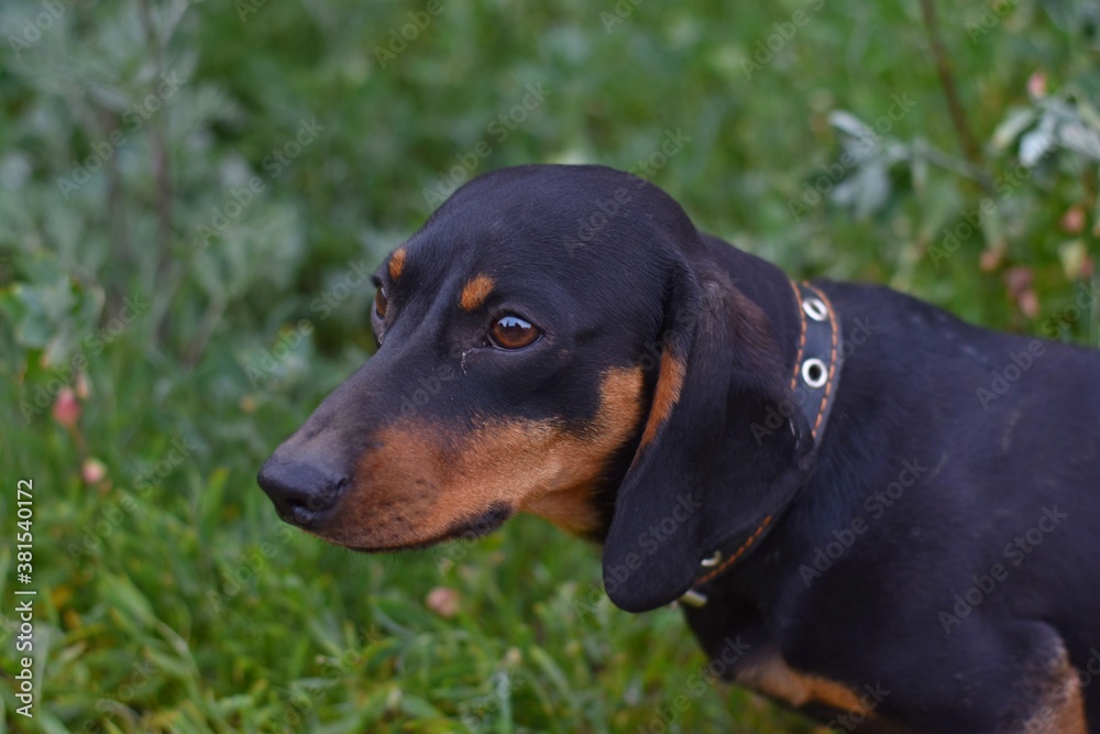 portrait of a dachshund