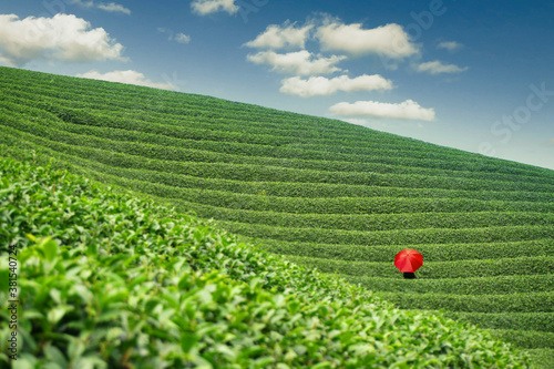 green field with blue sky and Golden ratio, rice field, green tea, red umbrella, abstract