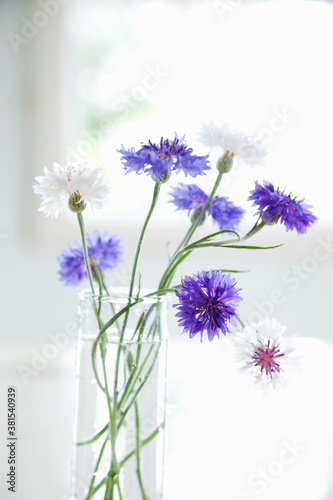 ヤグルマギクの花 © Paylessimages