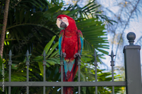 Macaw with red, blue and yellow feathers