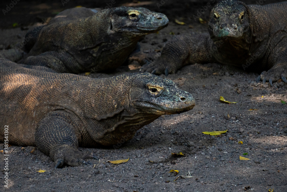 Komodo (Varanus Komodoensis) gather under trees. Also known as the Komodo dragons. The biggest in the world living lizard in natural habitat. Natural habitat in Indonesia.