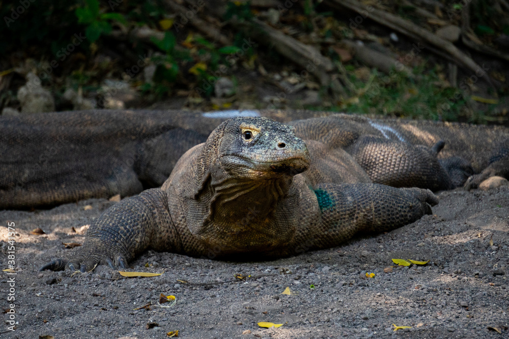 Komodo (Varanus Komodoensis) gather under trees. Also known as the Komodo dragons. The biggest in the world living lizard in natural habitat. Natural habitat in Indonesia.