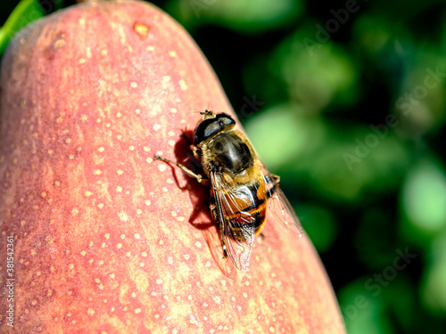 fly similar to a bee, with the Latin name Syrphidae, sits on a pear fruit, macro photo