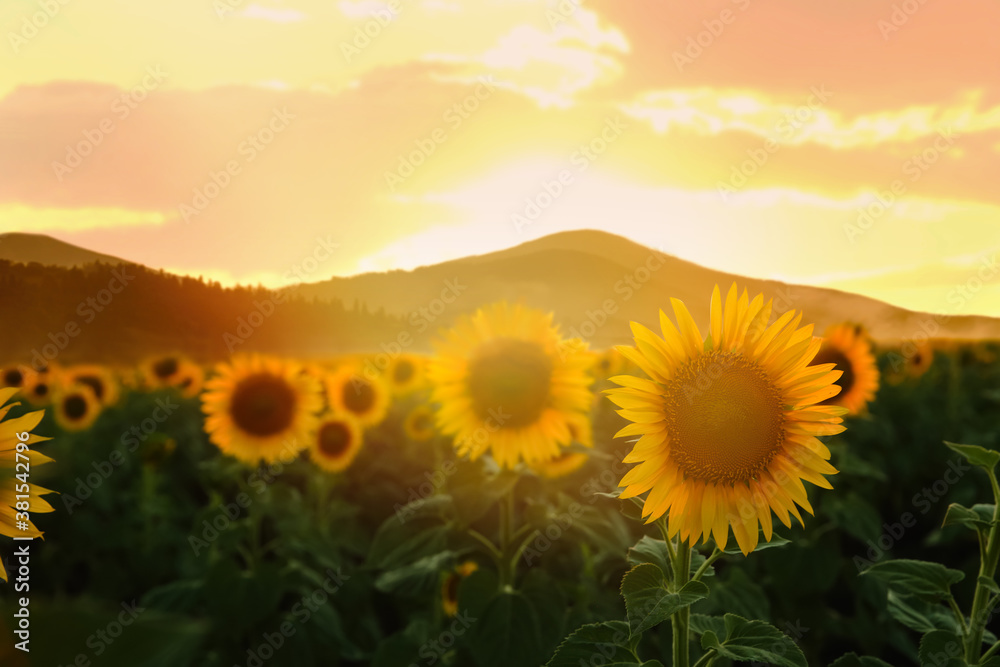 Obraz premium Beautiful sunflower field near mountains at sunset
