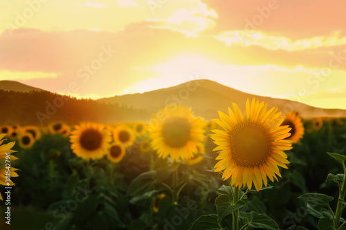 Beautiful sunflower field near mountains at sunset